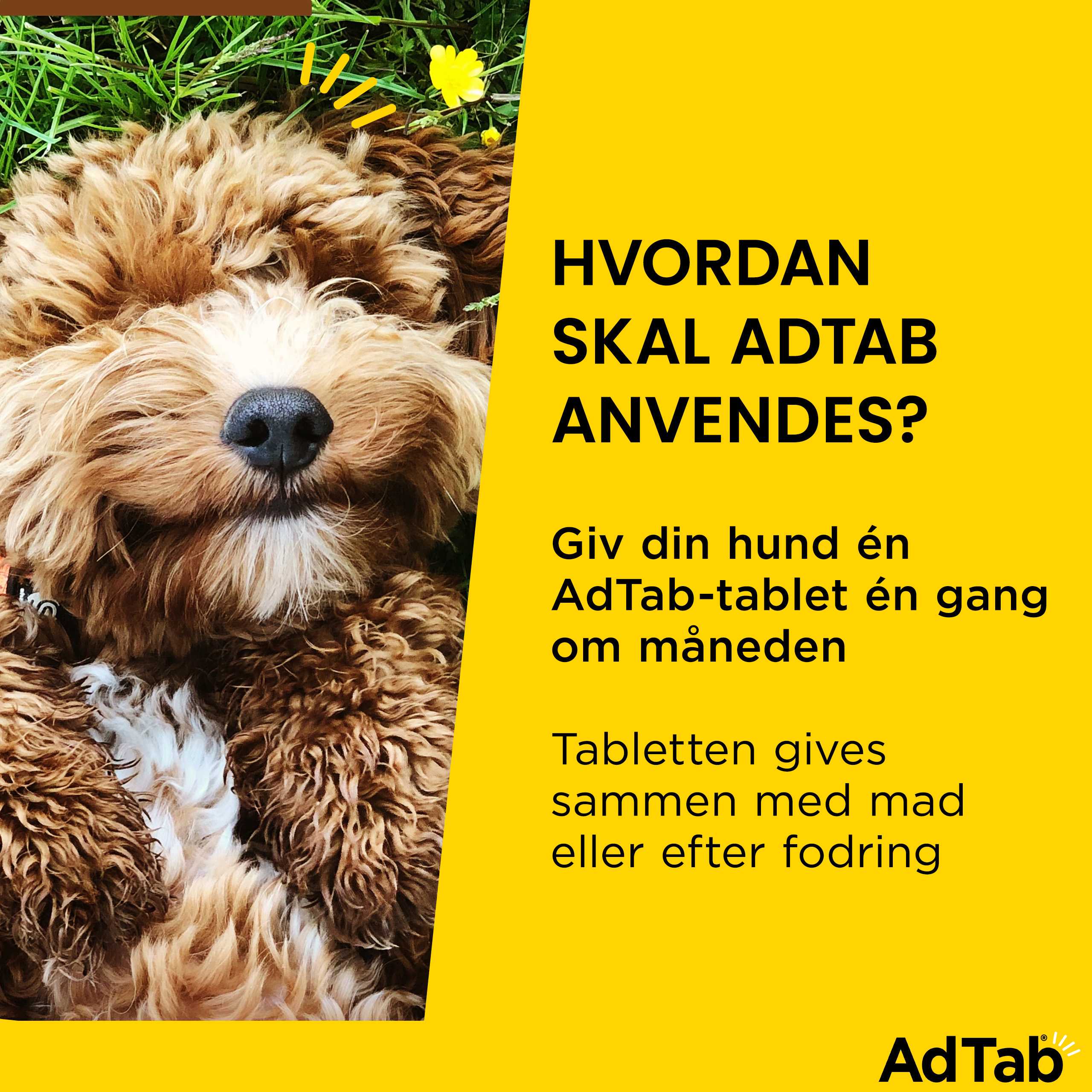 AdTab til hunde 1.3-2.5 kg