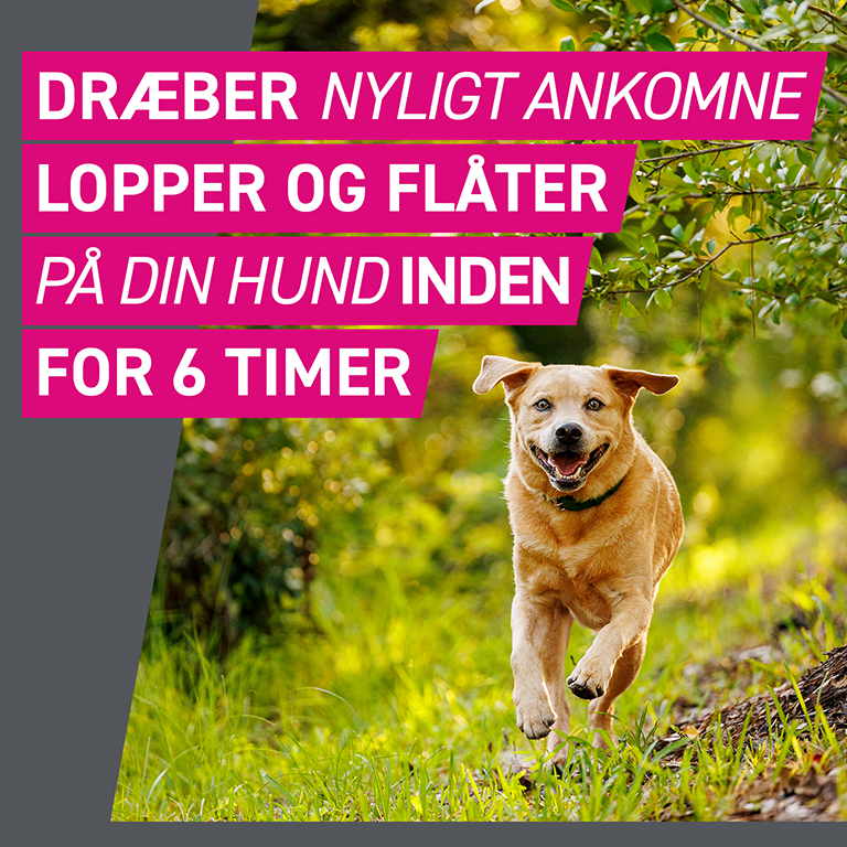 Frontect (til hunde 40-60 kg)