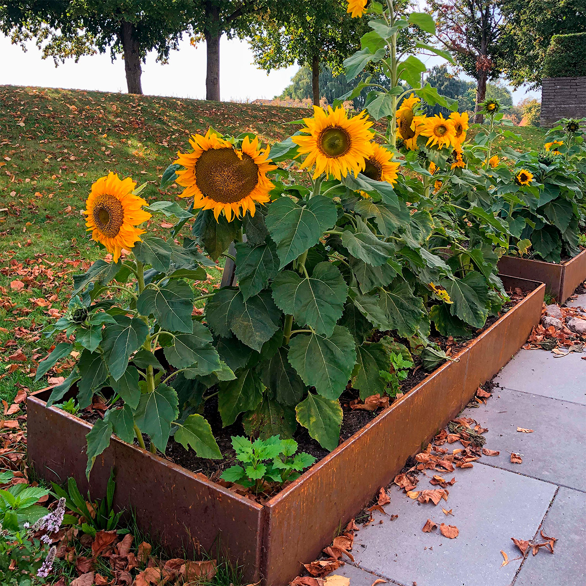 Land Classic højbed i rust