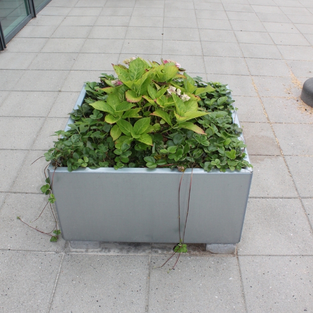 Blomlådor Land Modern