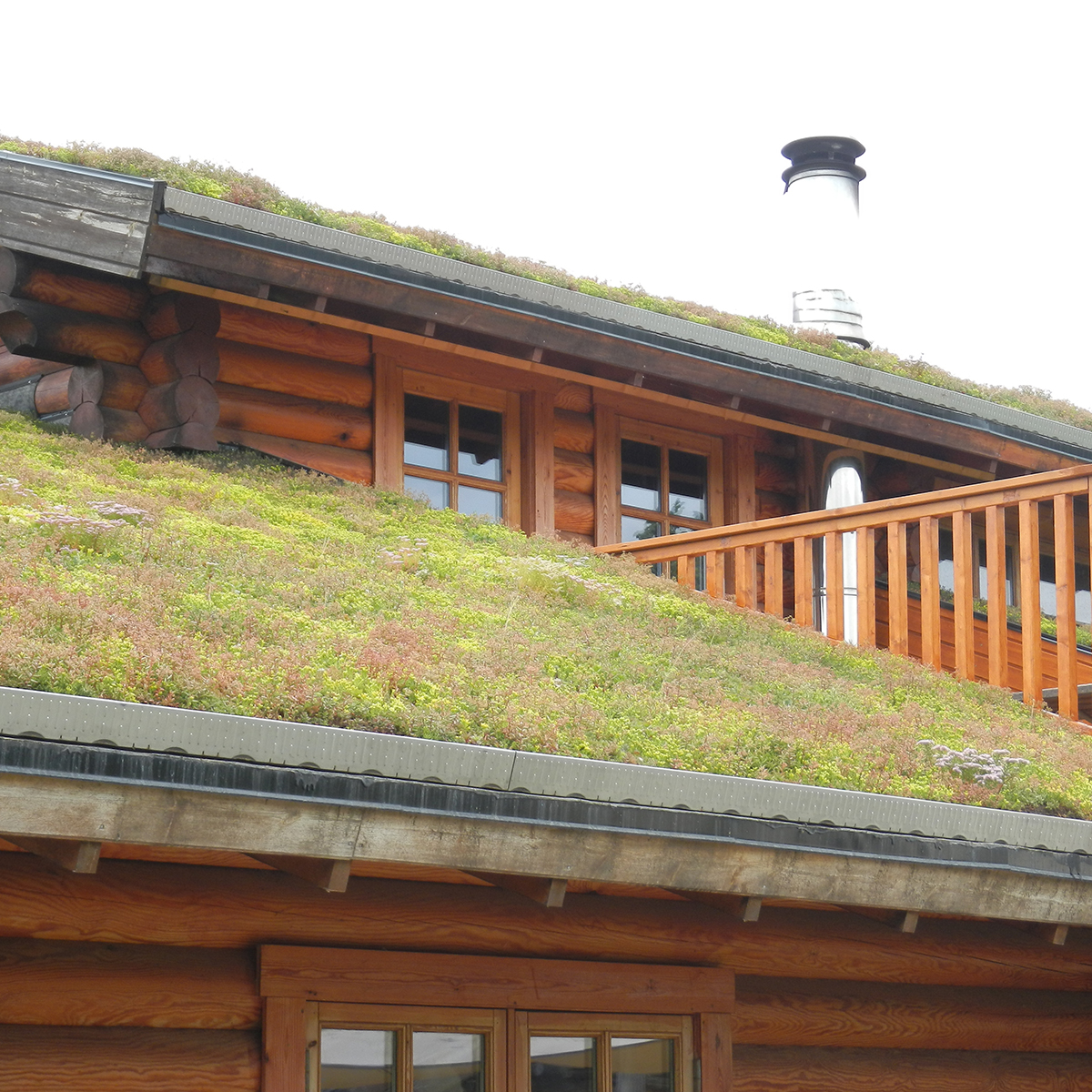 Sedumtag udført med sedumbakker - nemt og hurtigt