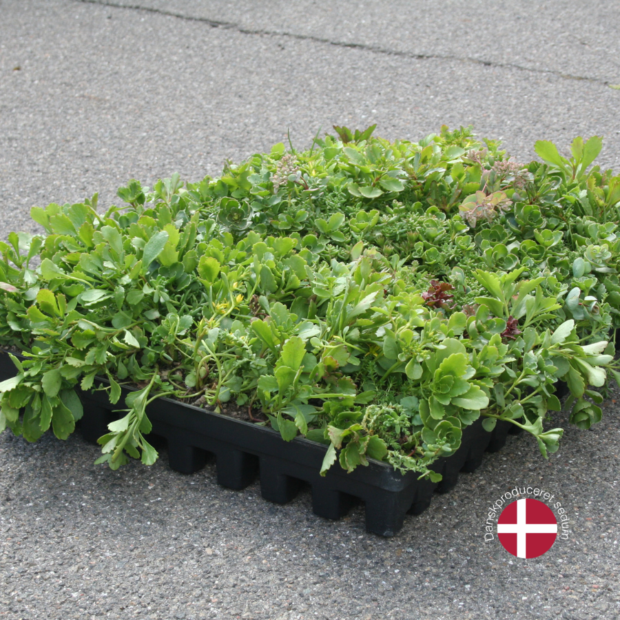 Sedumbakker til hurtig sedumtag