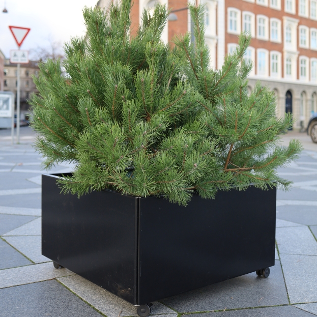 Svart blomlådor -  höjd 40 cm