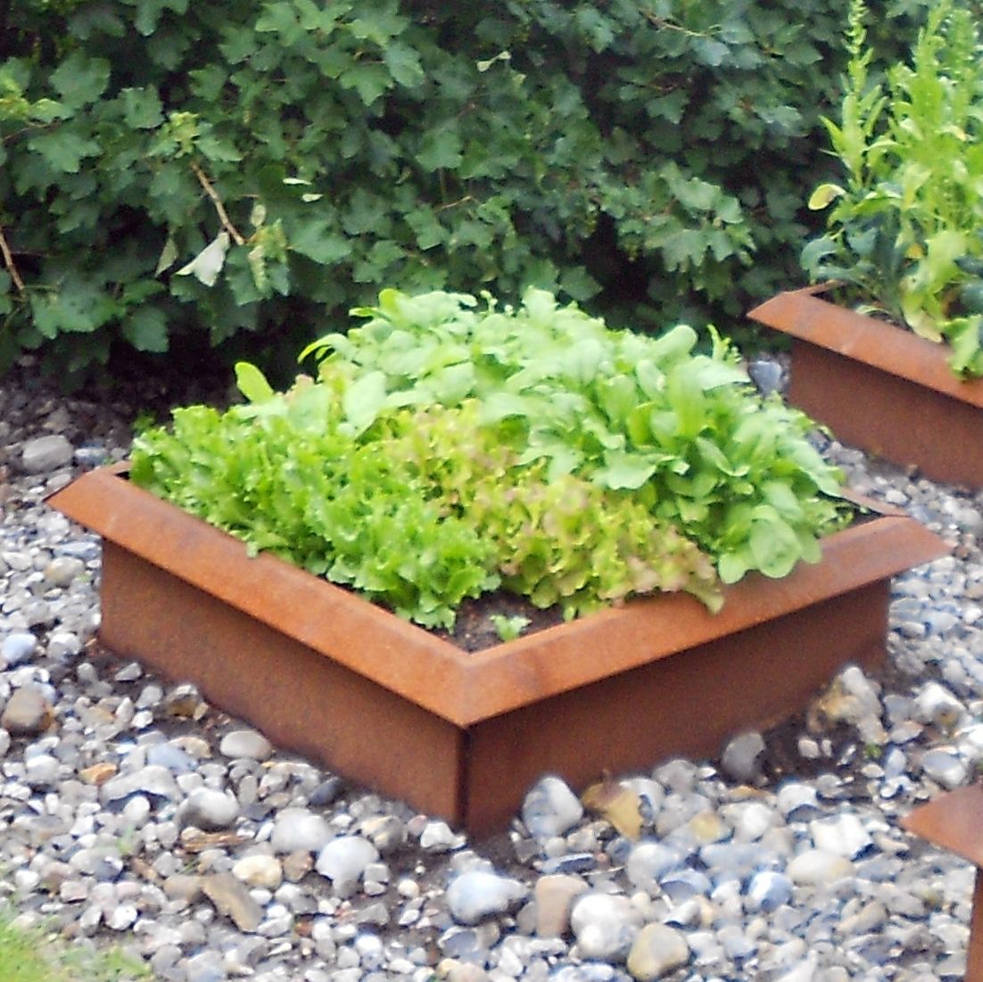 Land Classic Sneglehegn - Aflang - rust