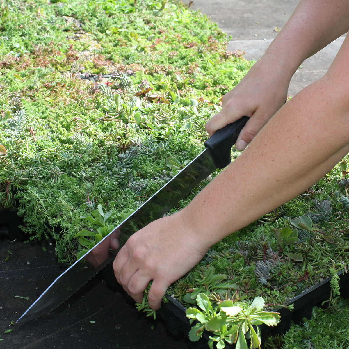 Grønt tag med BGreen-it sedumbakker