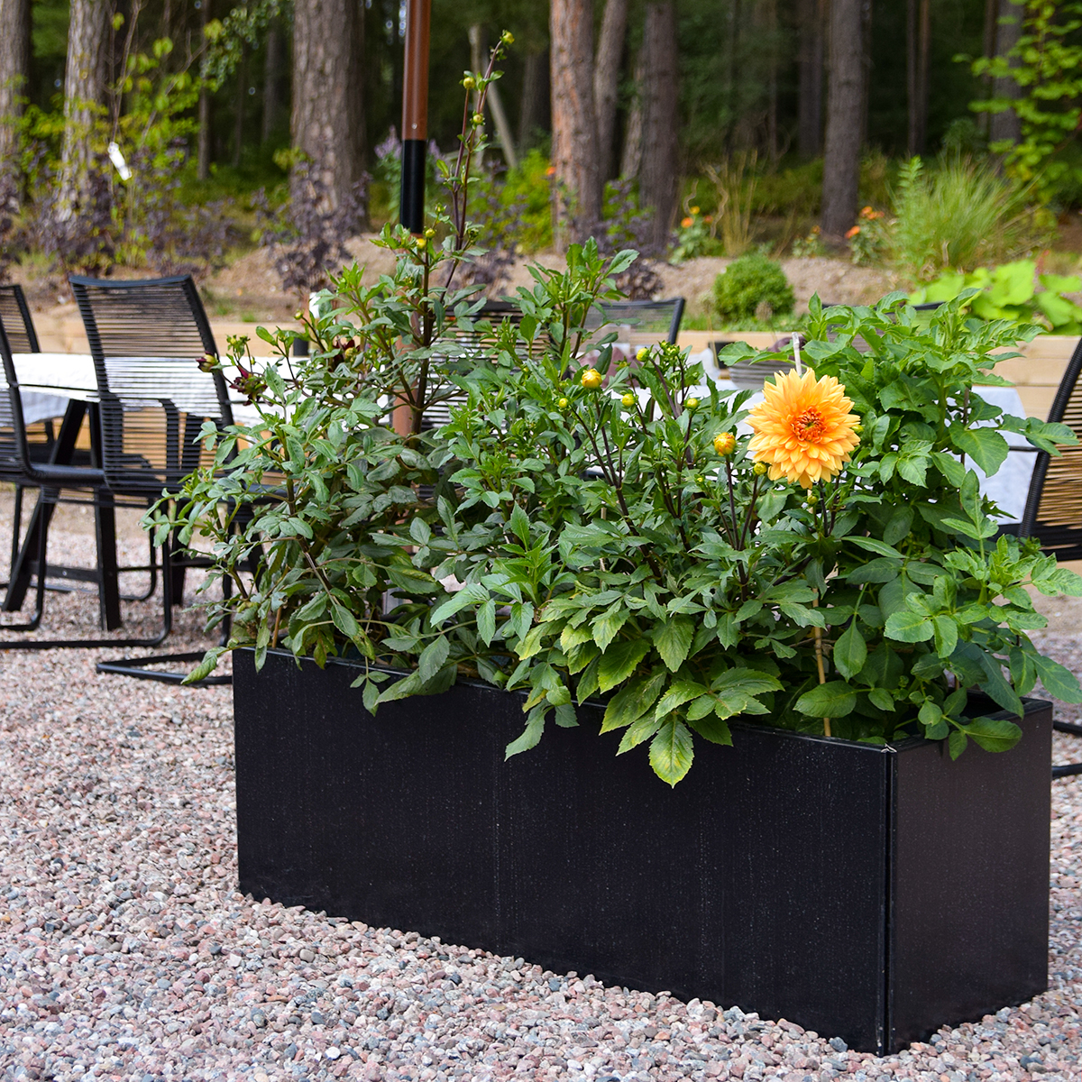 Land Black Højbed 40x120