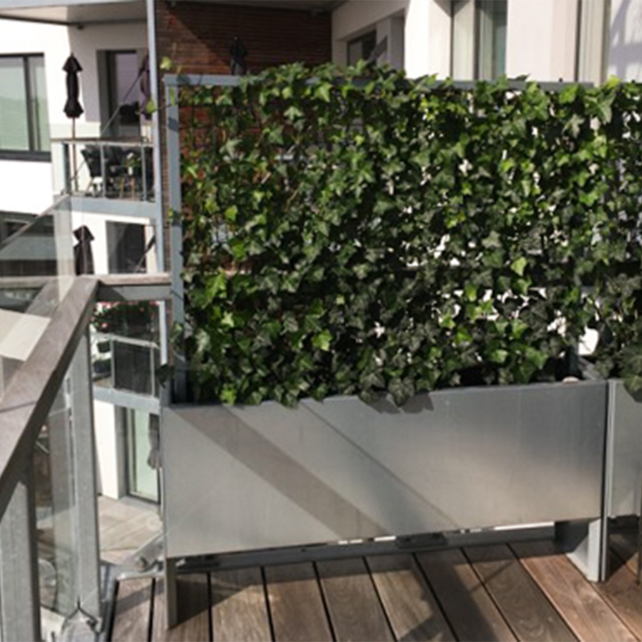 Smal spaljé med efeu.